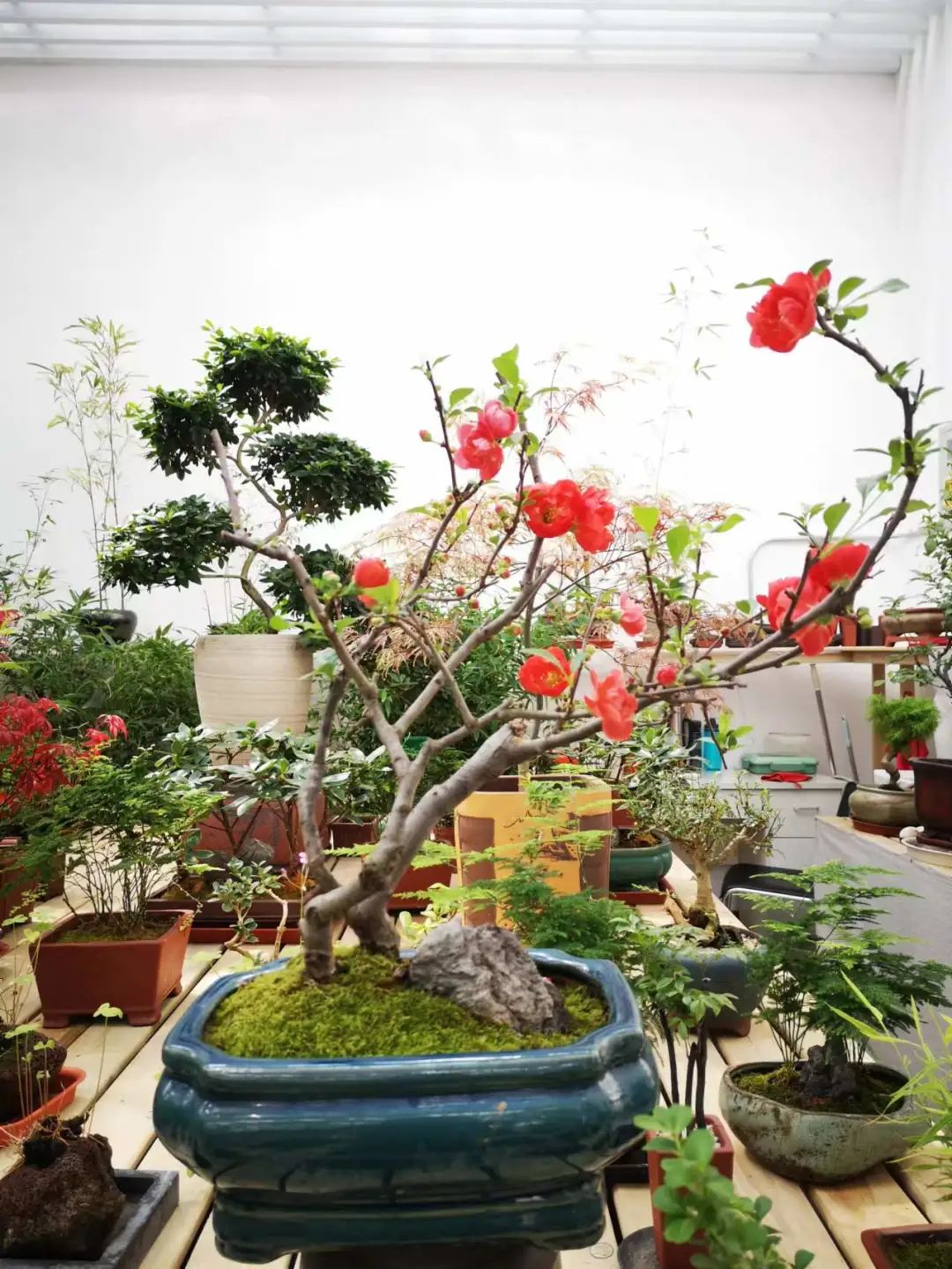 全国首个《花卉交易服务规范》地方标准落地丰台