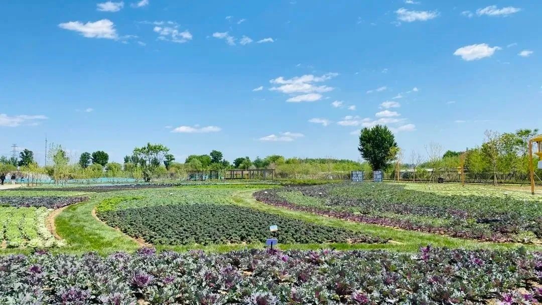 这个蔬艺园，成为推动村庄产业发展的新亮点