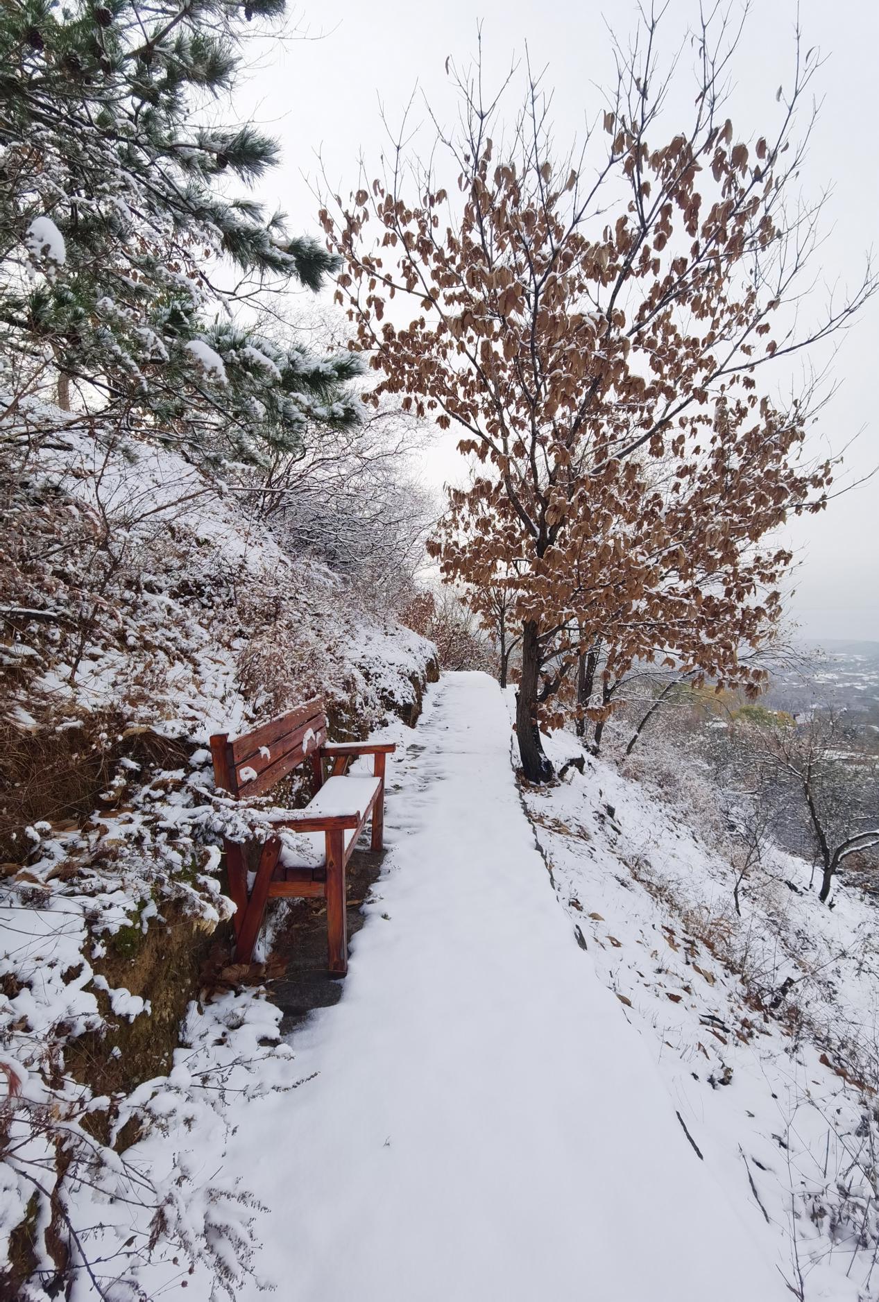 大雪过后，太师屯镇风景美如画