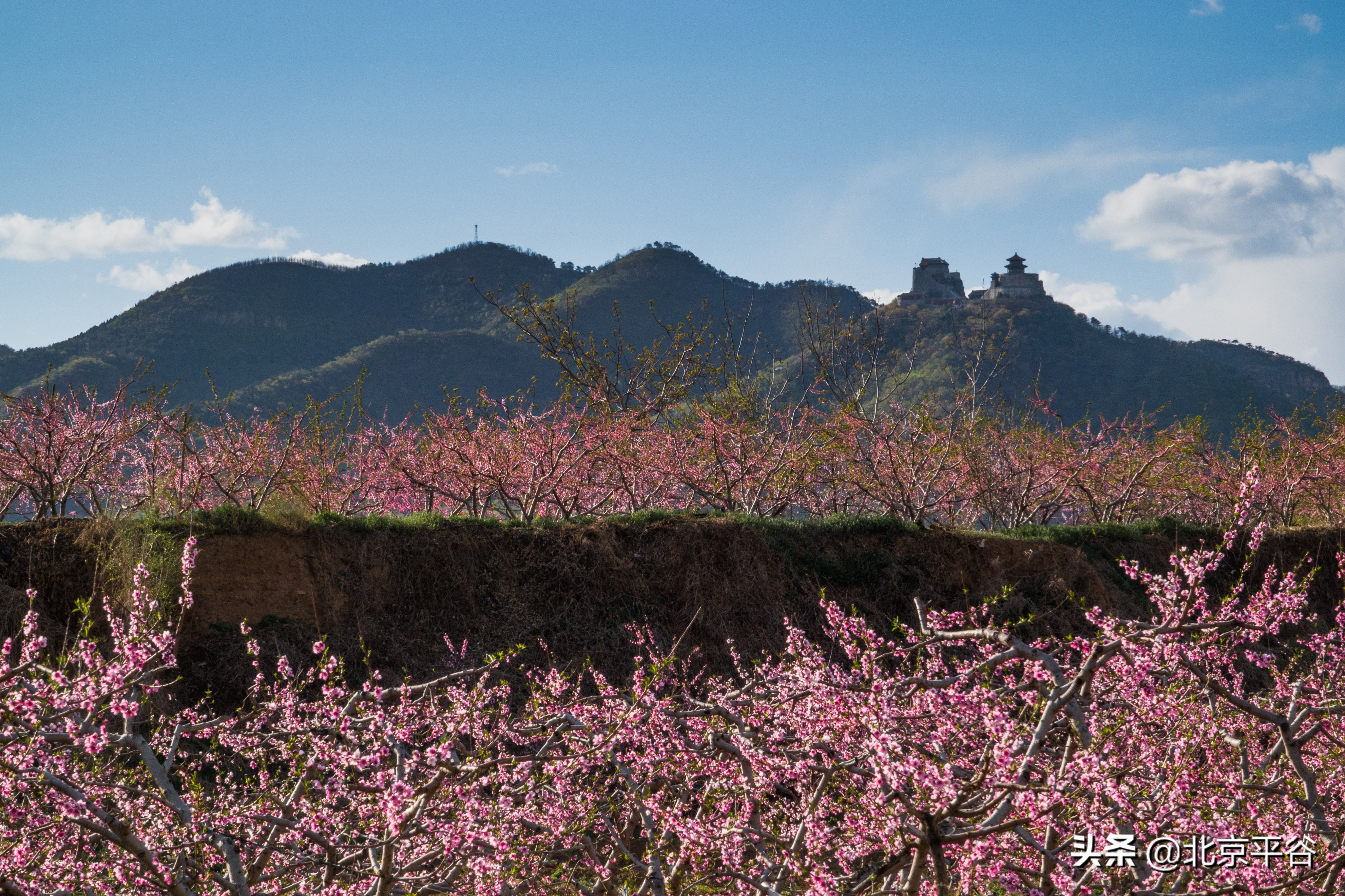 平谷携手阿里巴巴 世界级景观平谷桃花海云上绽放
