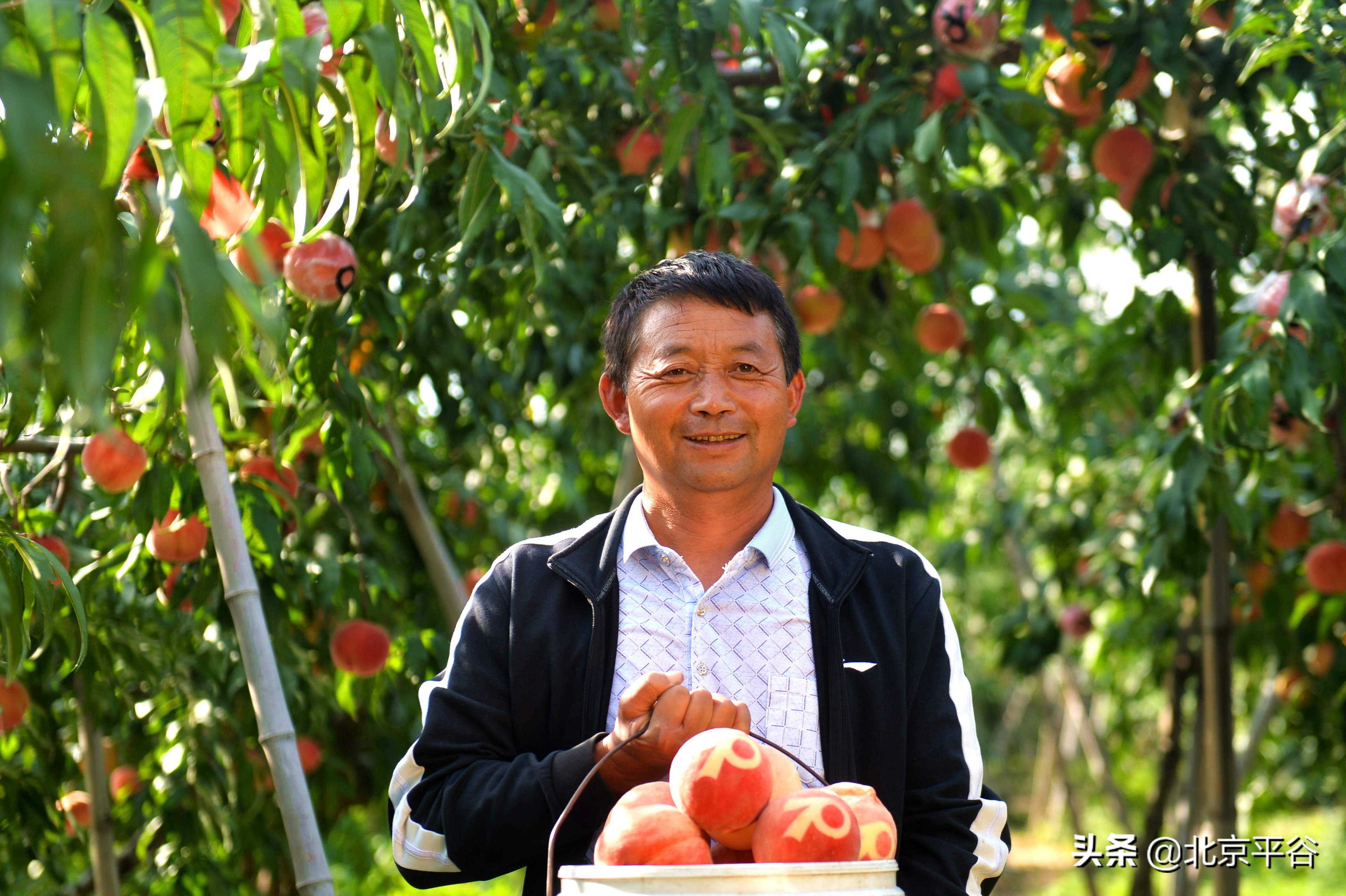 平谷乡亲为国奉礼