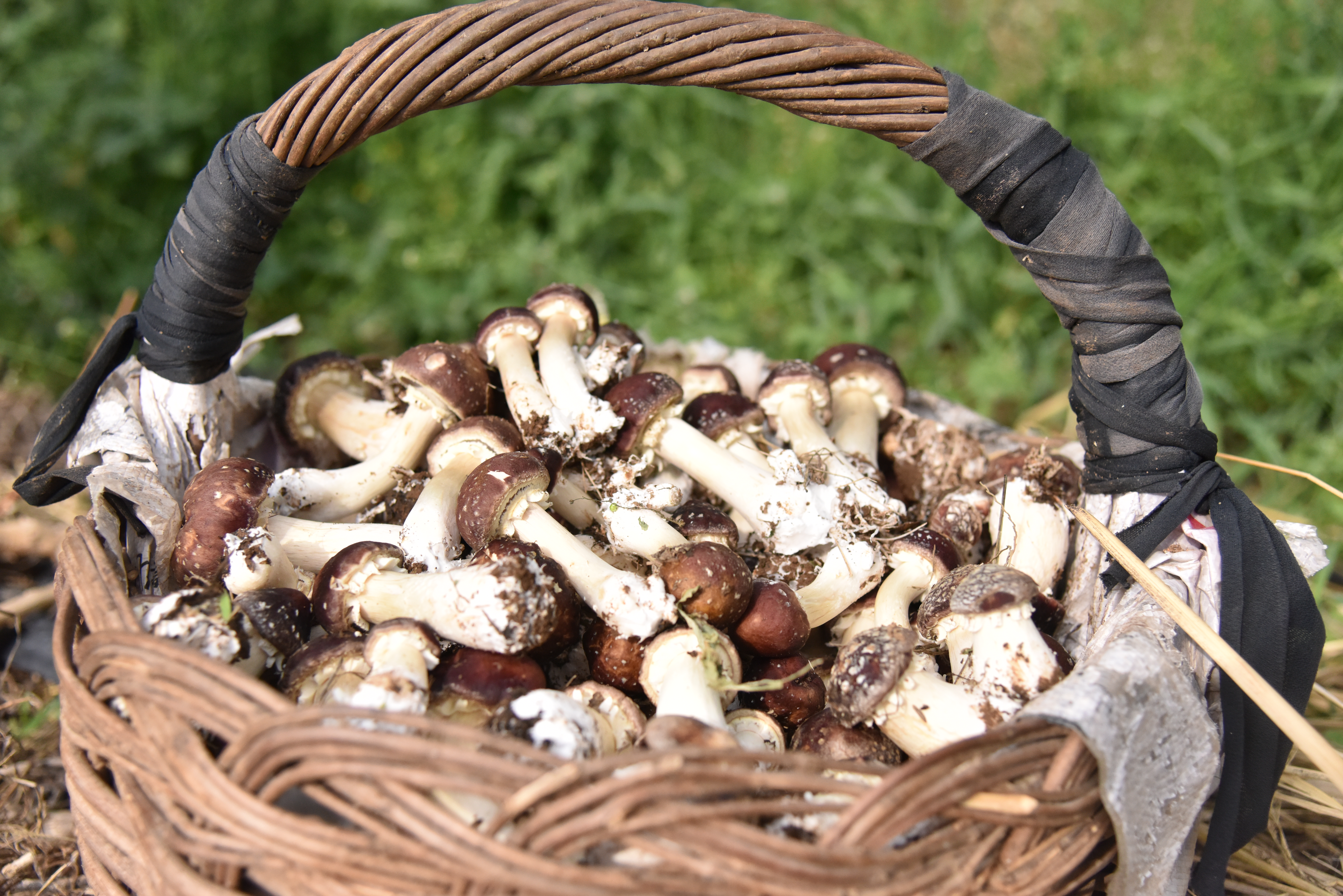 鲜桃季后收菌菇 平谷大华山镇种植赤松茸撑起“致富伞”