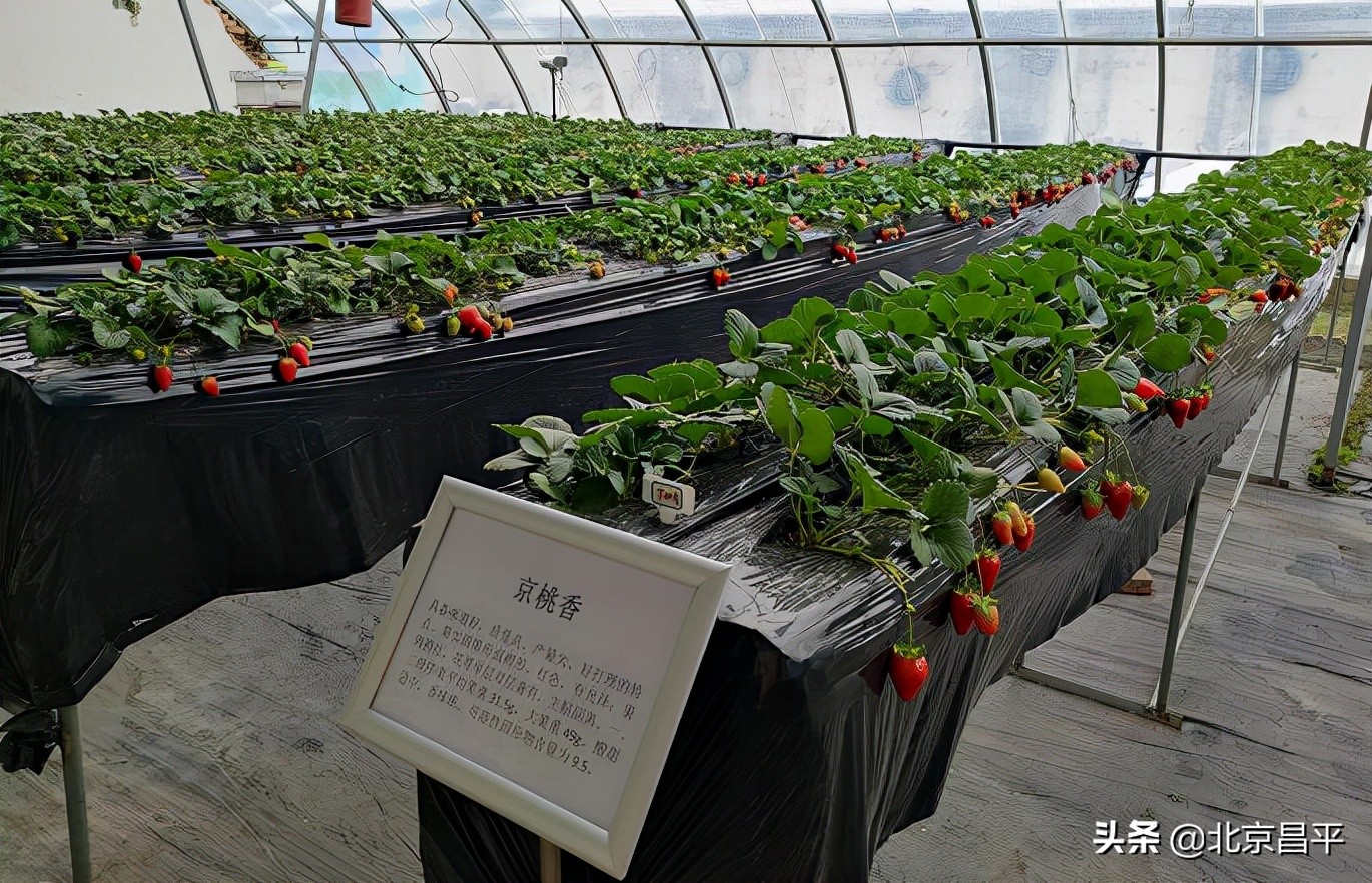 昌平区引进试种86个草莓品种！@昌平人，你心动了“莓”？