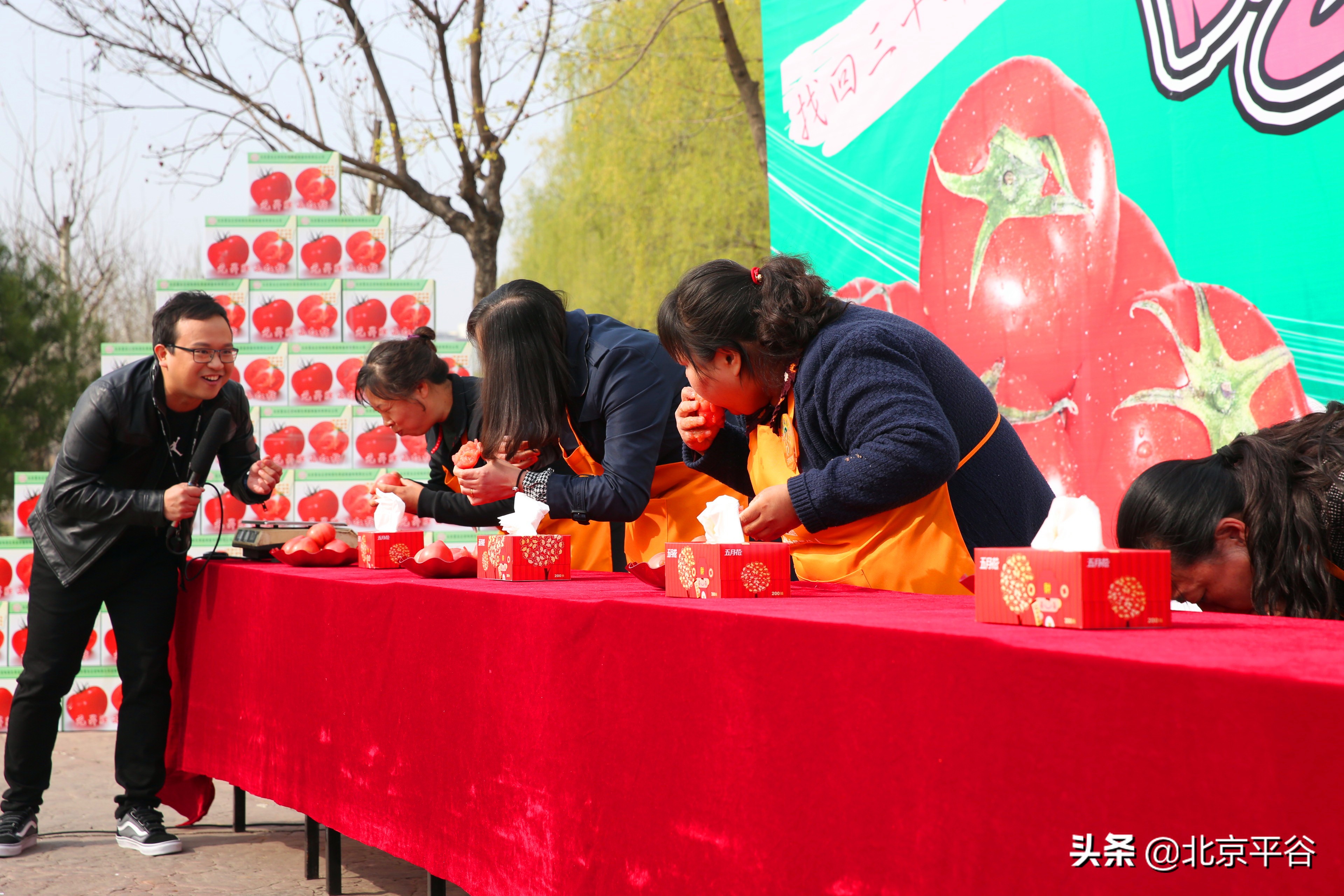 北京平谷夏各庄西红柿熟了，找回30年前老味道