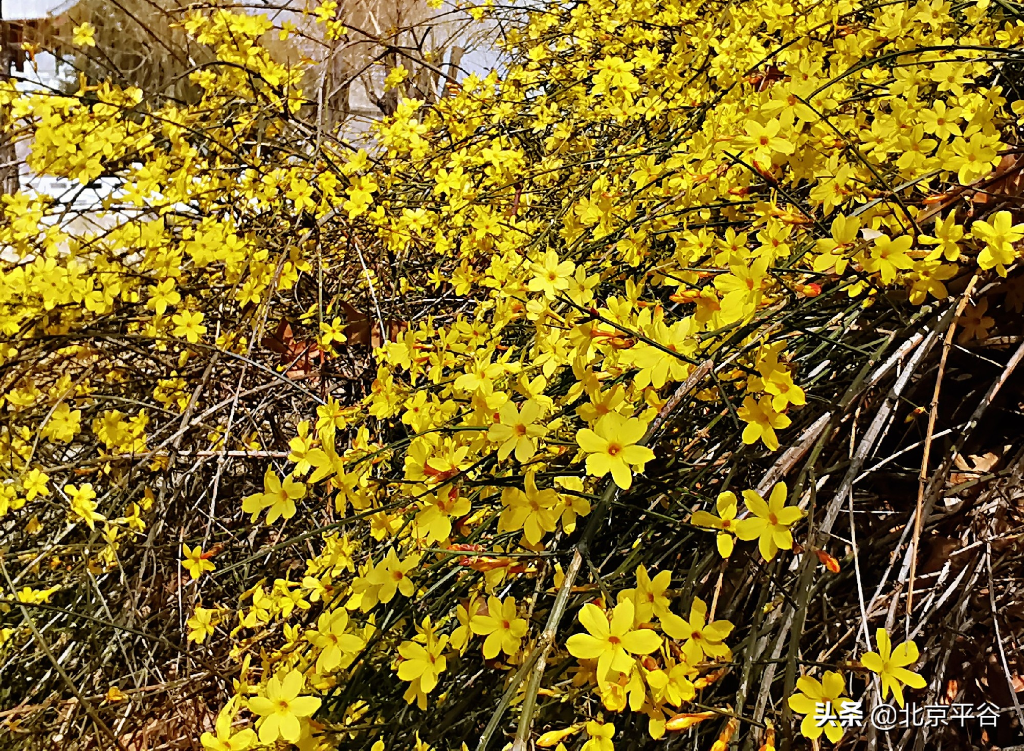 口罩遮住你的脸，却遮不住寻找平谷春天的眼
