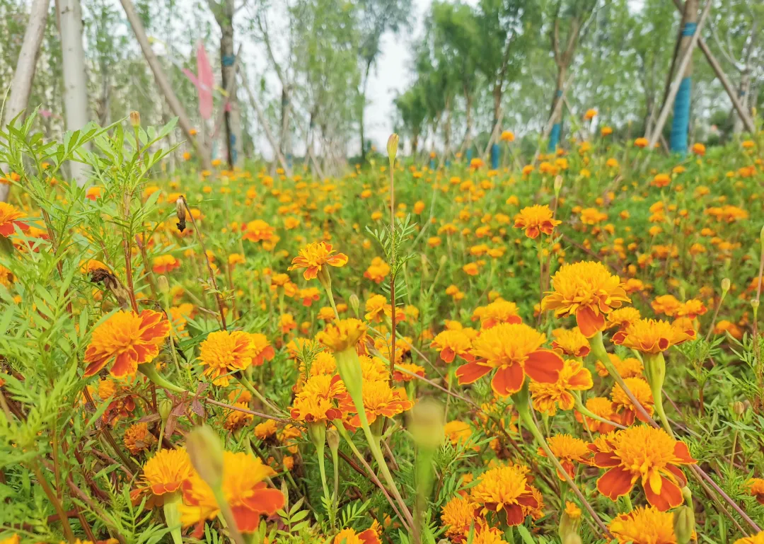 就在明天！衙门口城市森林公园正式开园！又多一个好去处~