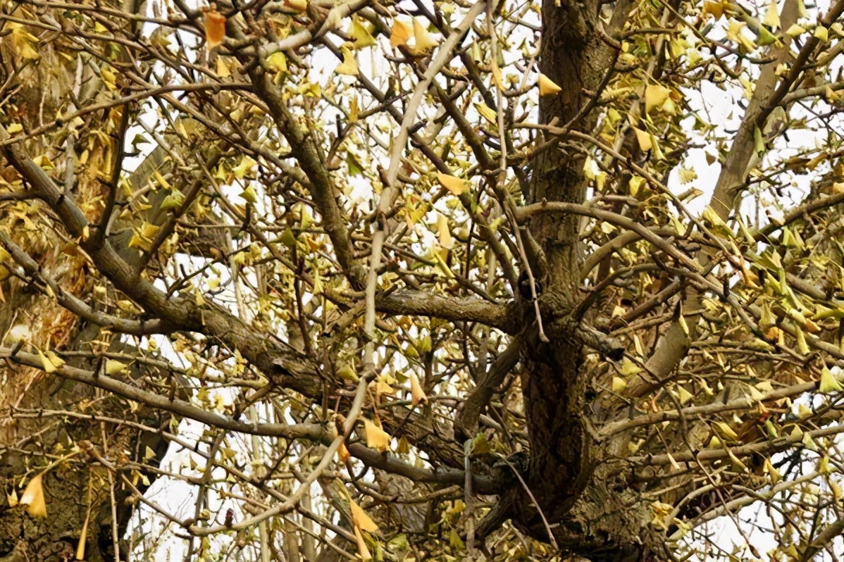 密云区巨各庄镇：千年银杏王 情牵古与今