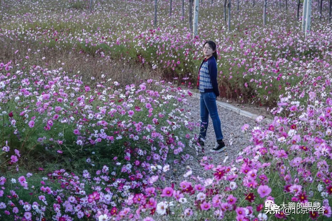 打造农村综合体！这个秋天，遇见平谷“大美周庄”