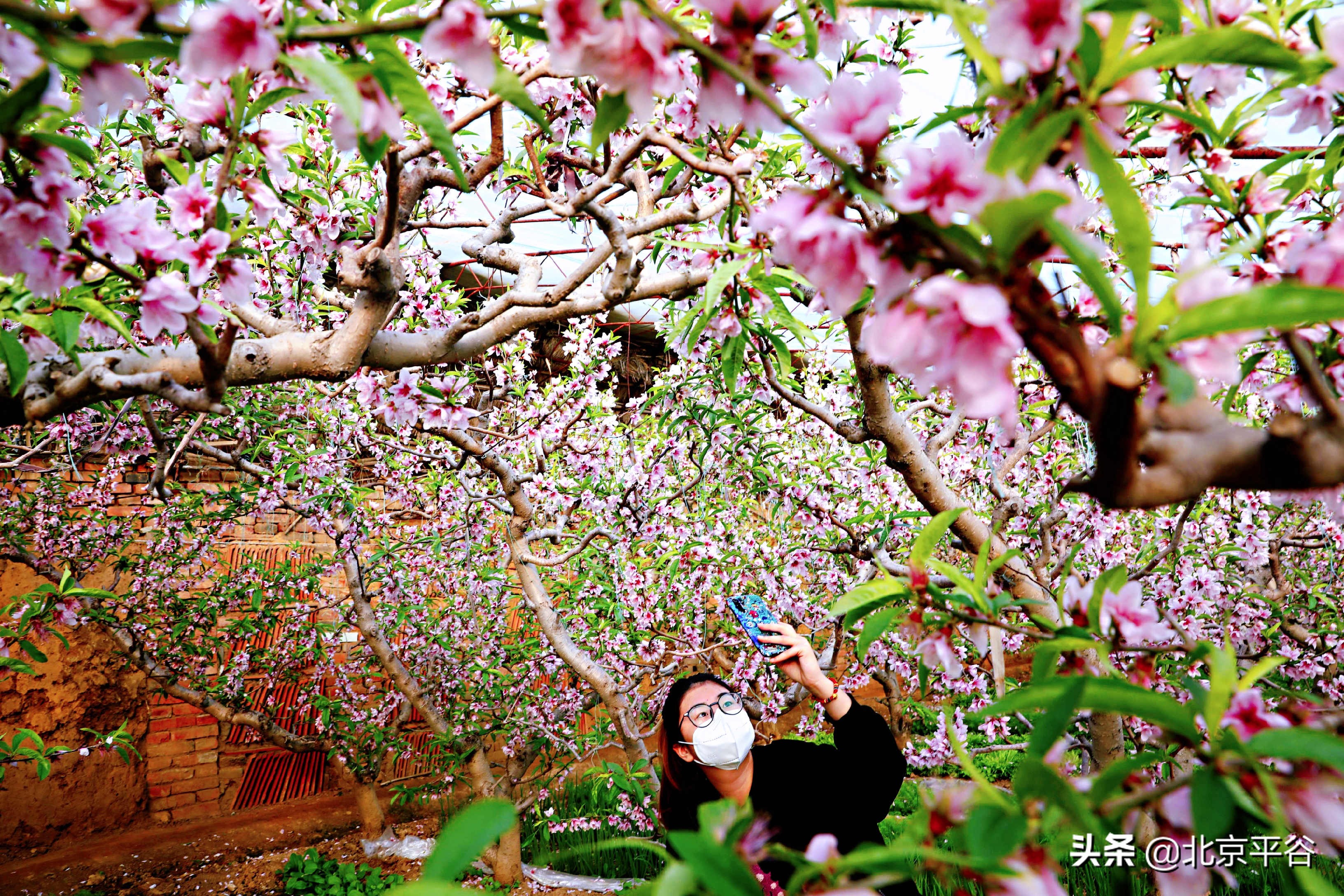 平谷温室桃花朵朵开 竞相绽放春意浓