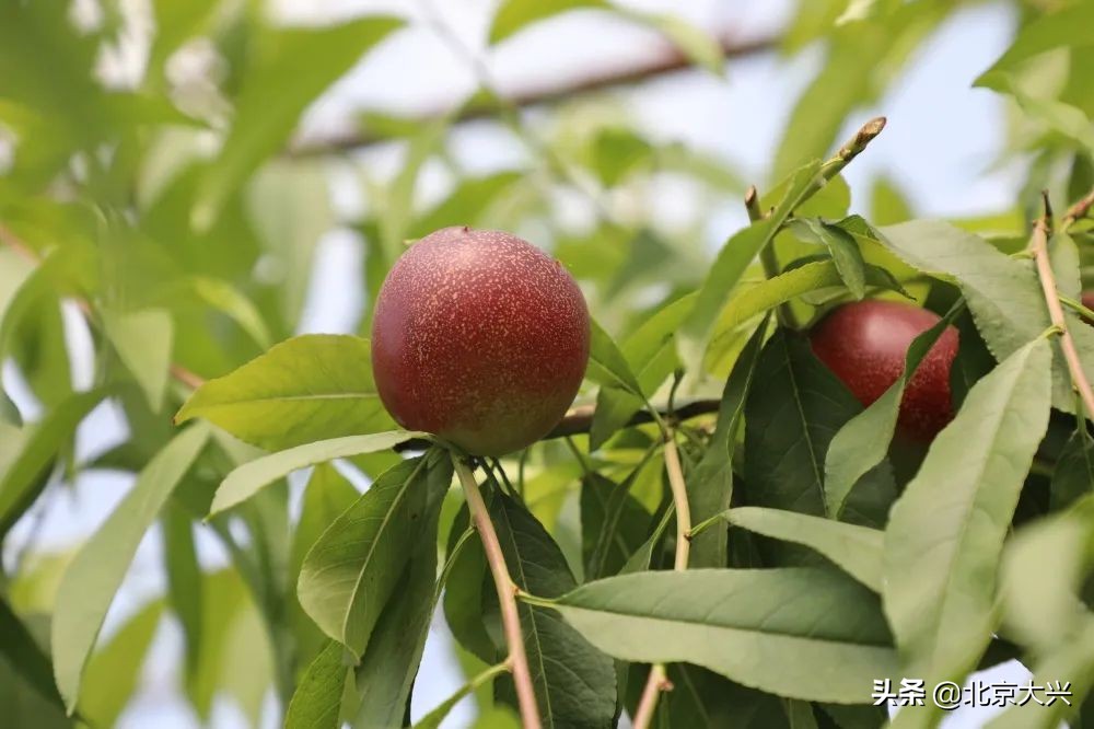 瓜果飘香正当时，大兴富硒水果“抢鲜”上市，快来品尝吧！