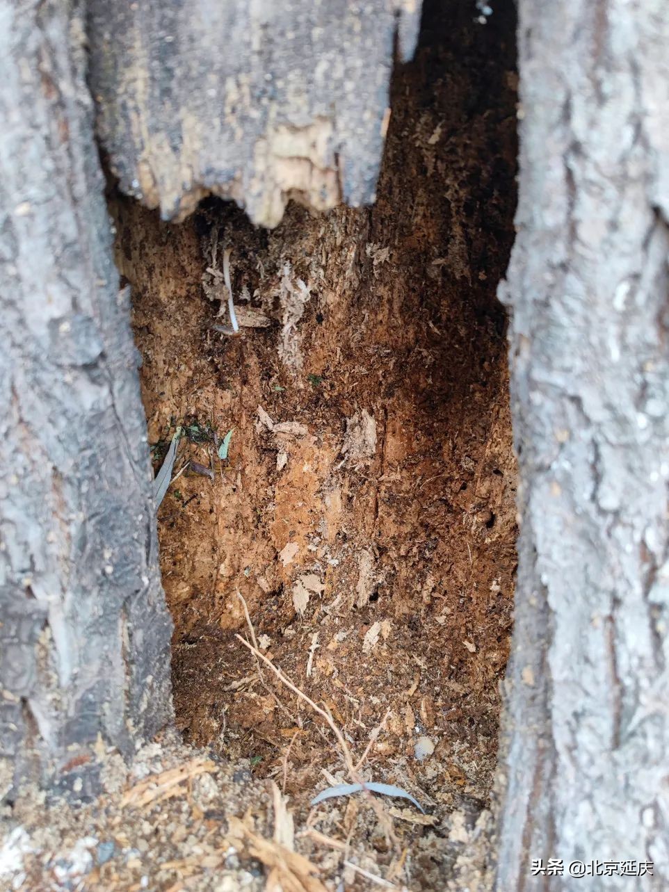 我为群众办实事丨蚂蚁蛀空大树 延庆多部门联合除隐患