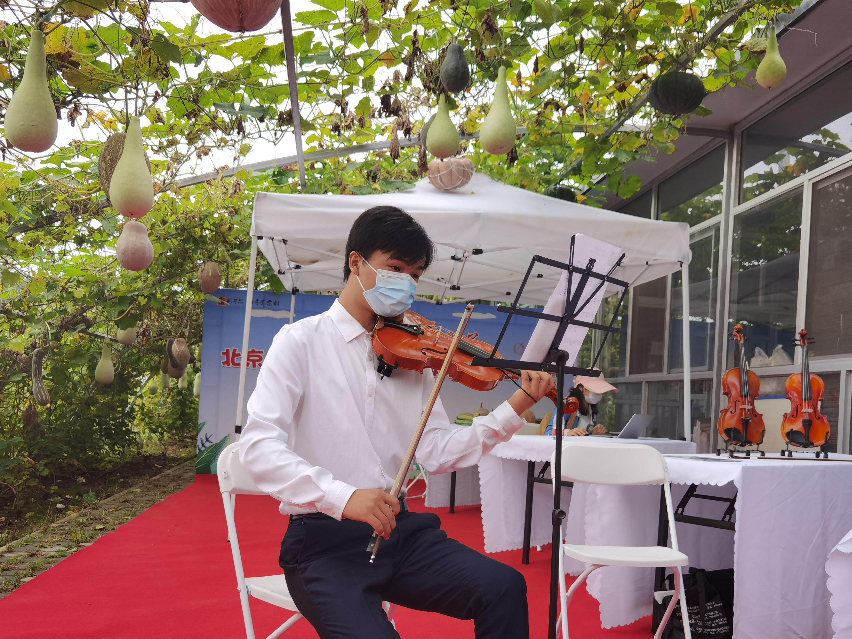 平谷区东高村镇第九届欧李节开幕 高钙欧李采摘正当时