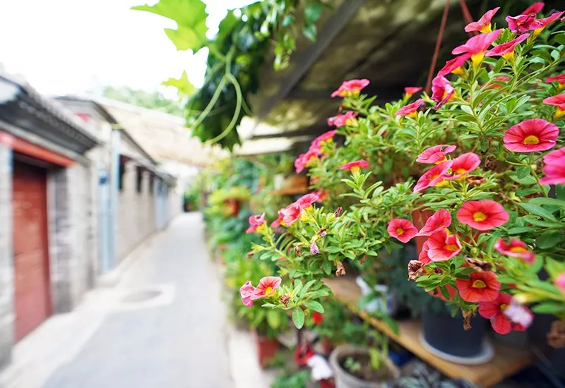 东城今年精细化提升425条背街小巷