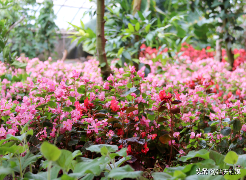 世园会两周年丨延庆区紧抓绿色发展机遇 助推园艺产业发展新动能