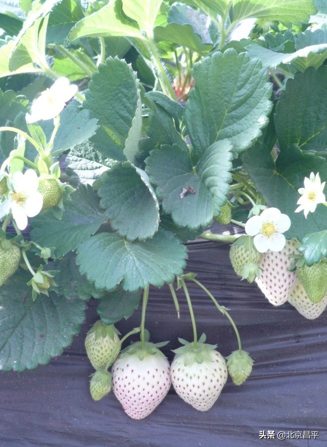 有颜有实力！这颗“白富美”稳坐C位