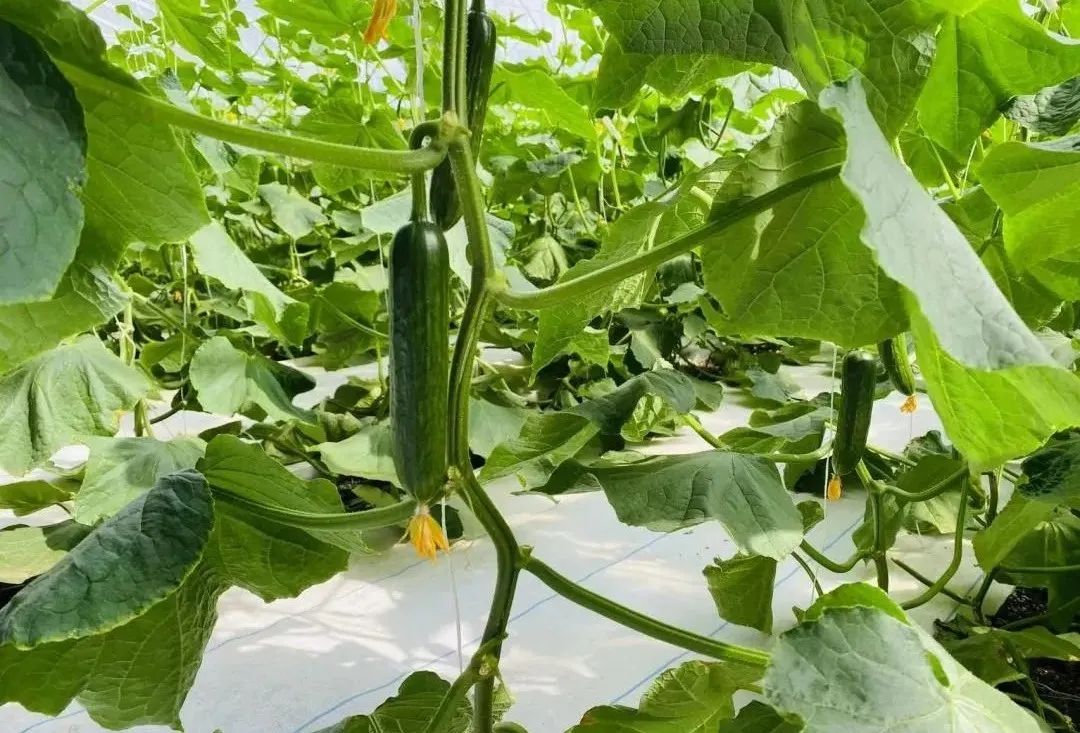 这个蔬艺园，成为推动村庄产业发展的新亮点