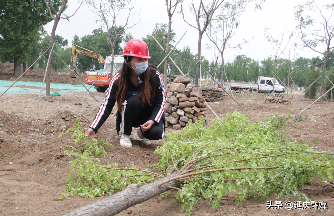 7900余亩造林开启！延庆又要添新绿～