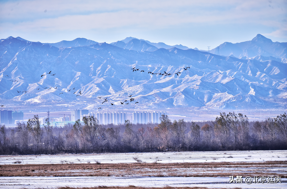 静谧清幽，生机勃勃~最美冬奥城延庆尽显冬日生态之美~