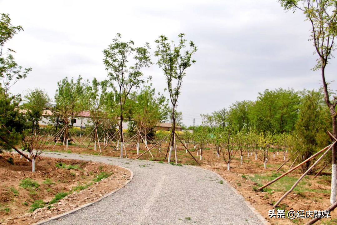 7900余亩造林开启！延庆又要添新绿～