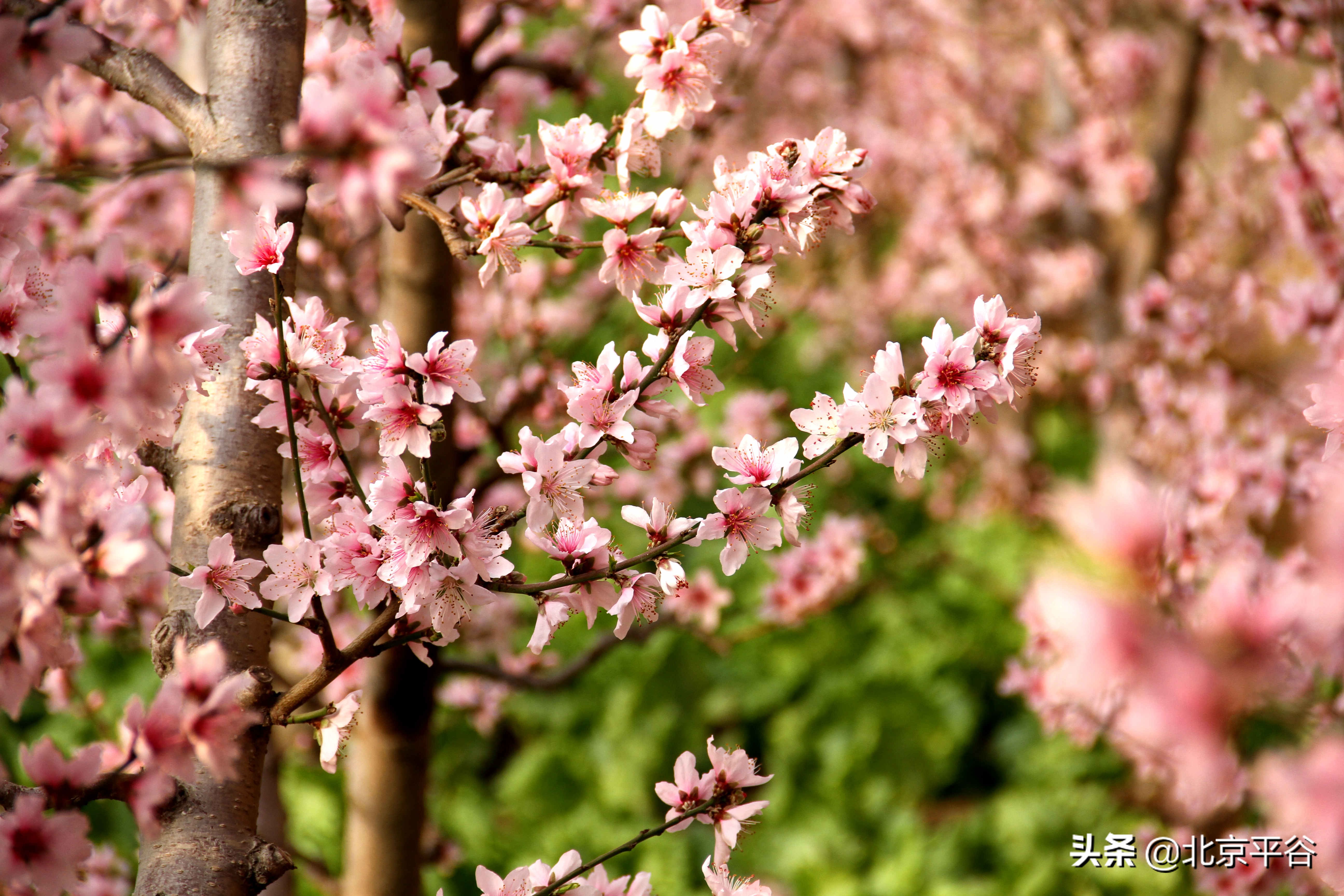 平谷温室桃花朵朵开 竞相绽放春意浓
