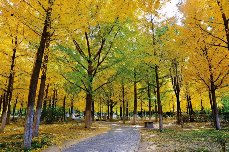 秋韵美景醉朝阳，绚丽多彩惹人爱