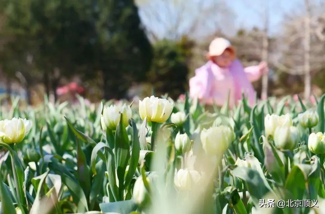 2022年北京郁金香文化节开幕，顺义融媒带您抢先看！