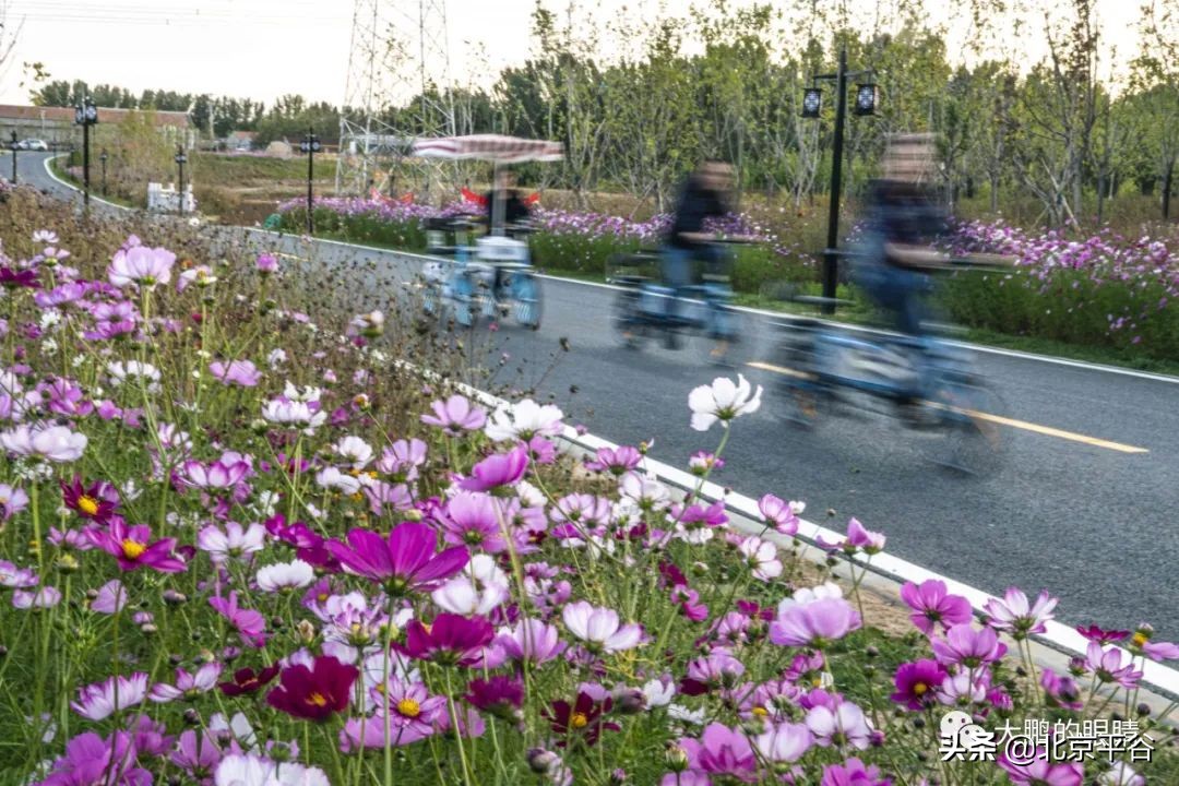打造农村综合体！这个秋天，遇见平谷“大美周庄”