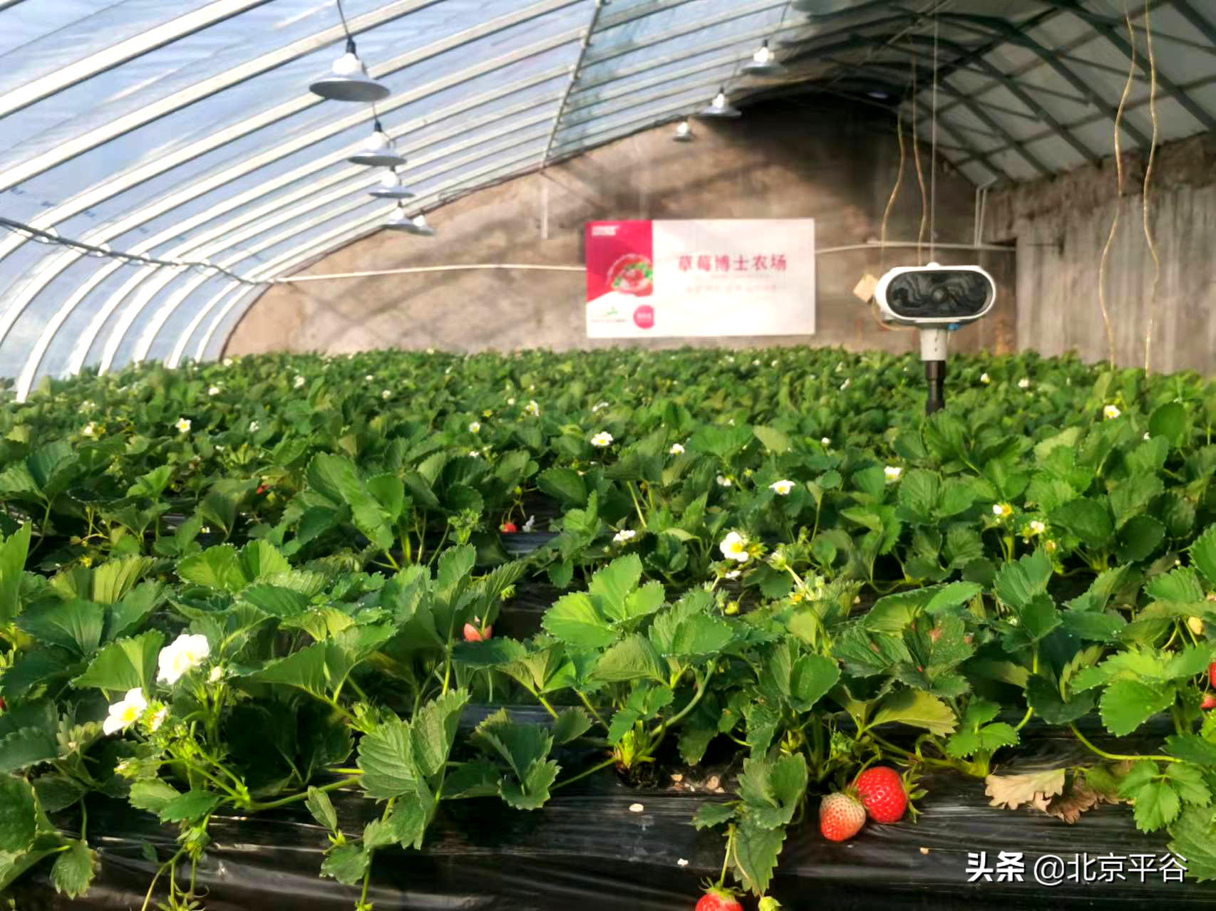 北京市平谷区探索可复制可推广智能种植模式