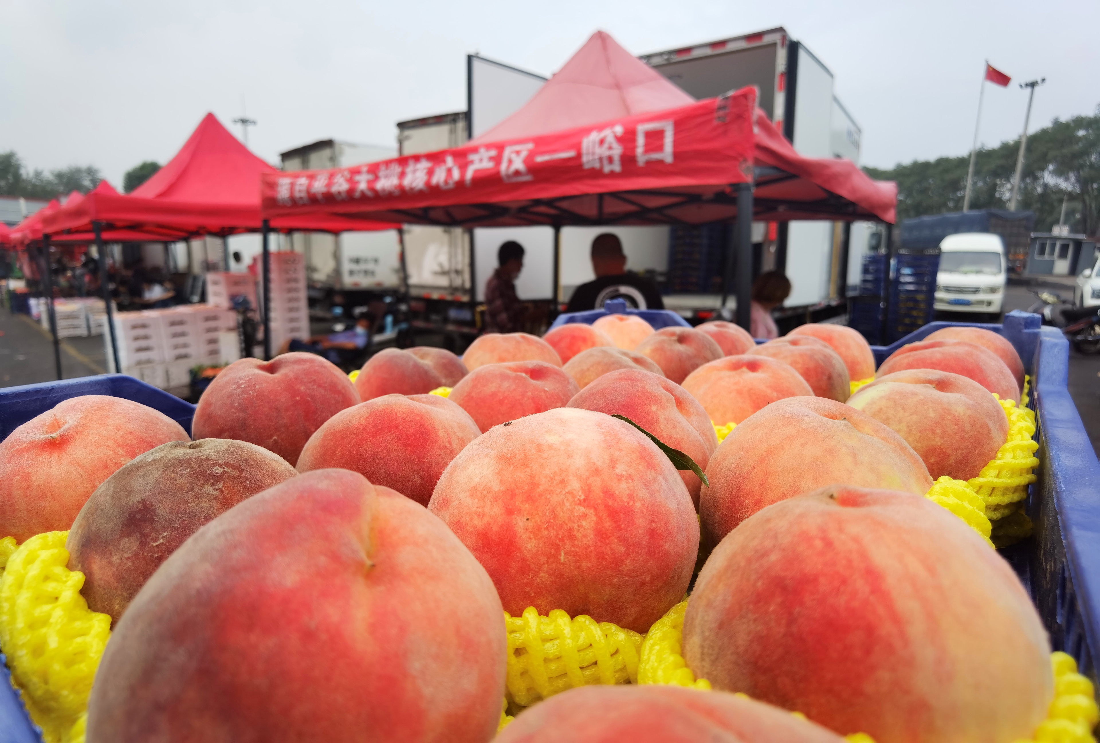 “平谷大桃”在北京新发地市场设立销售专区