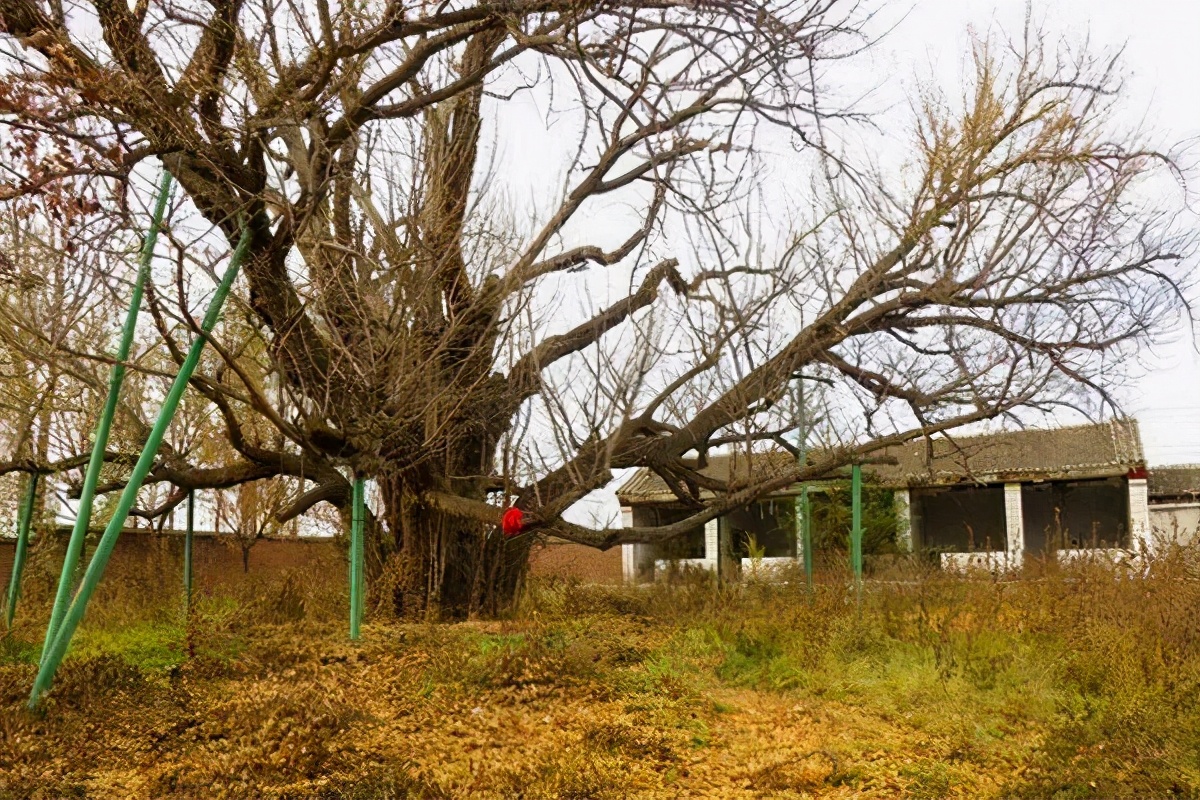 密云区巨各庄镇：千年银杏王 情牵古与今