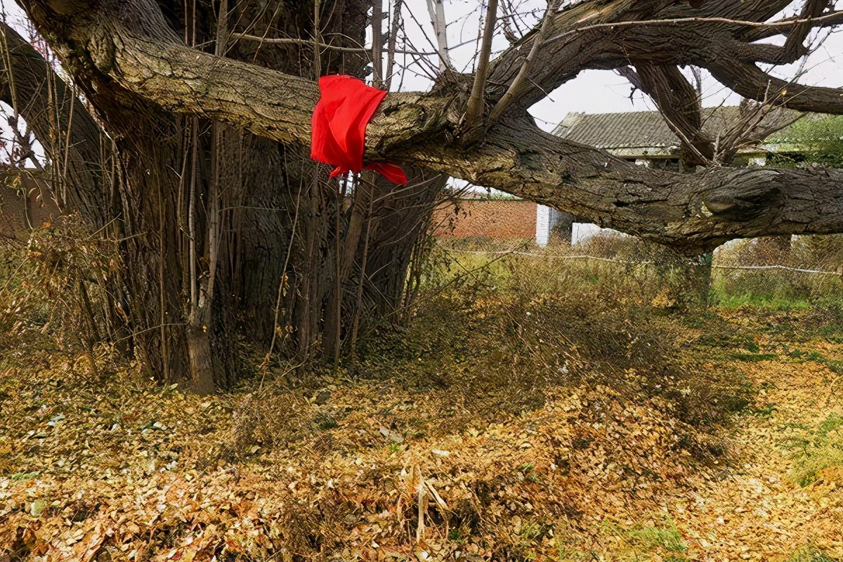 密云区巨各庄镇：千年银杏王 情牵古与今