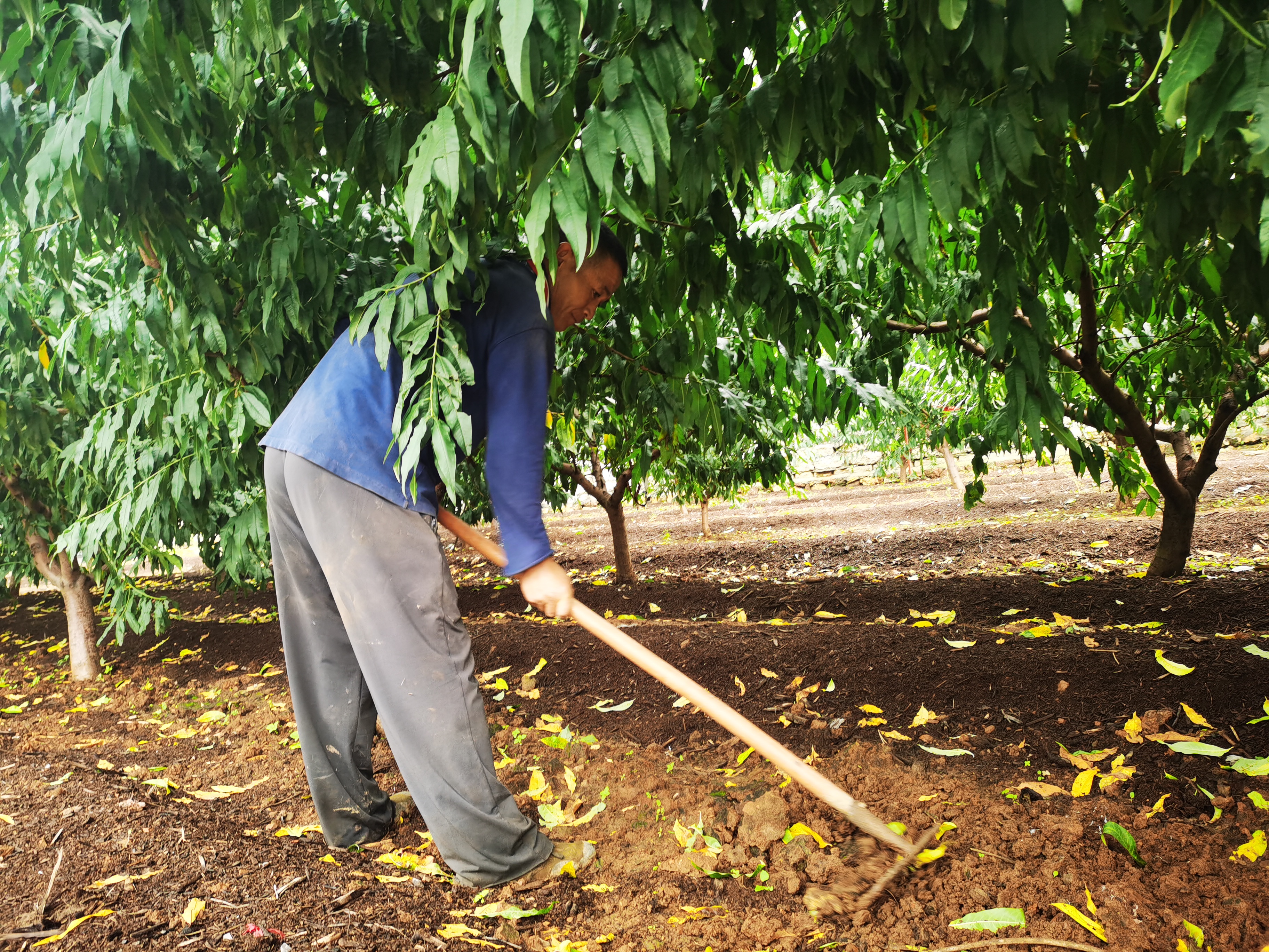 鲜桃季后收菌菇 平谷大华山镇种植赤松茸撑起“致富伞”