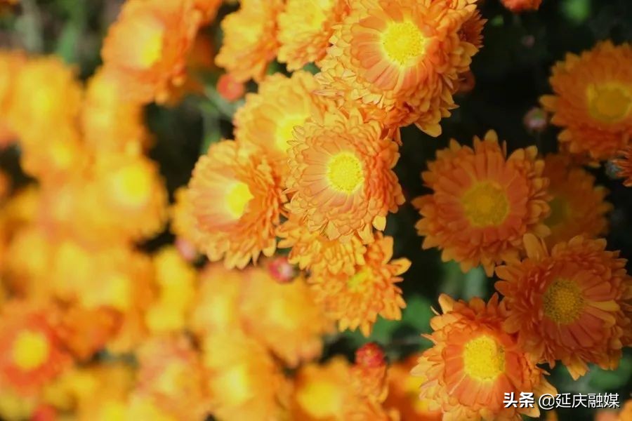 世园会两周年丨延庆区紧抓绿色发展机遇 助推园艺产业发展新动能