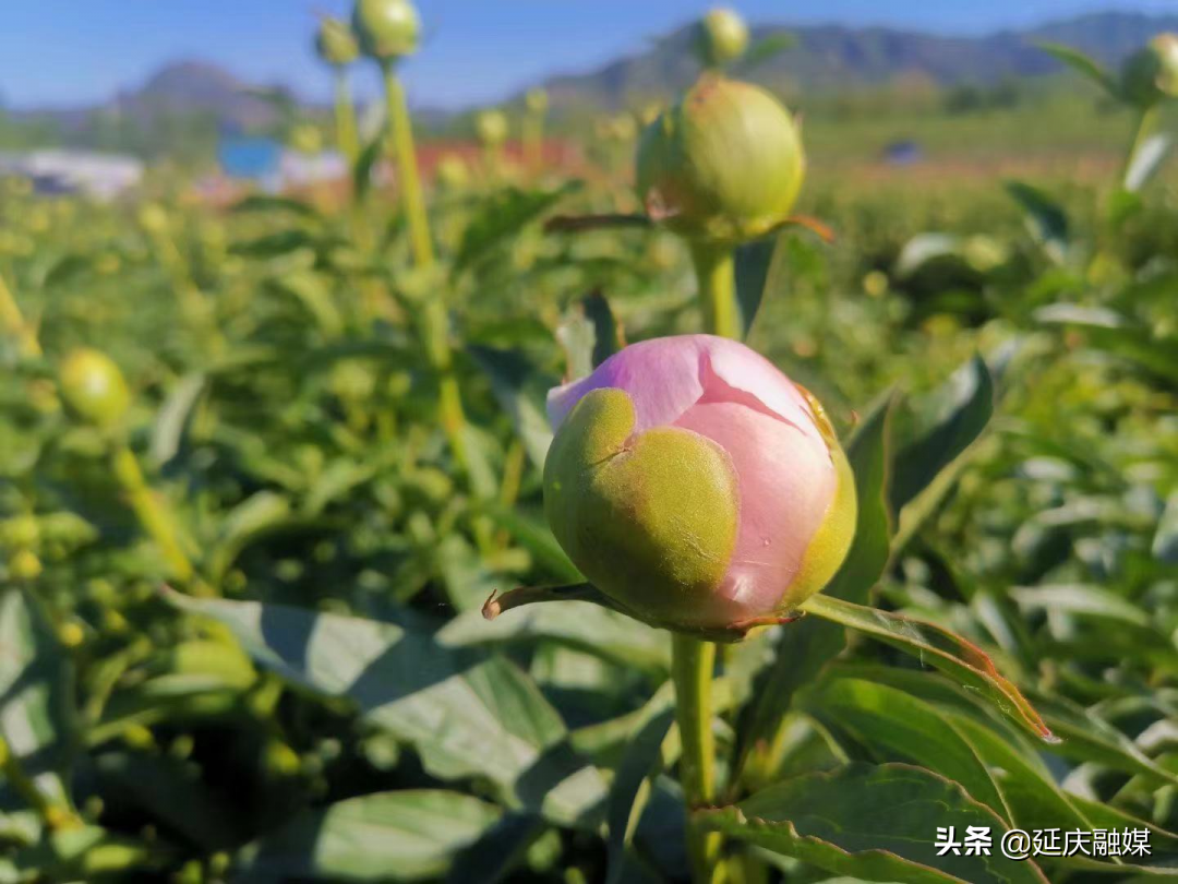 美丽乡村延庆香营乡 芍药花开出致富“新希望”