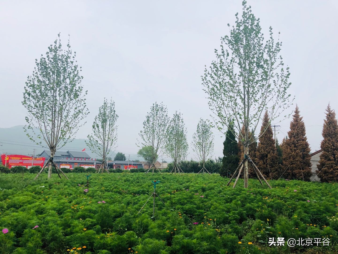 平谷区扎实推进“疏整促”专项行动 打造宜居宜业美丽家园