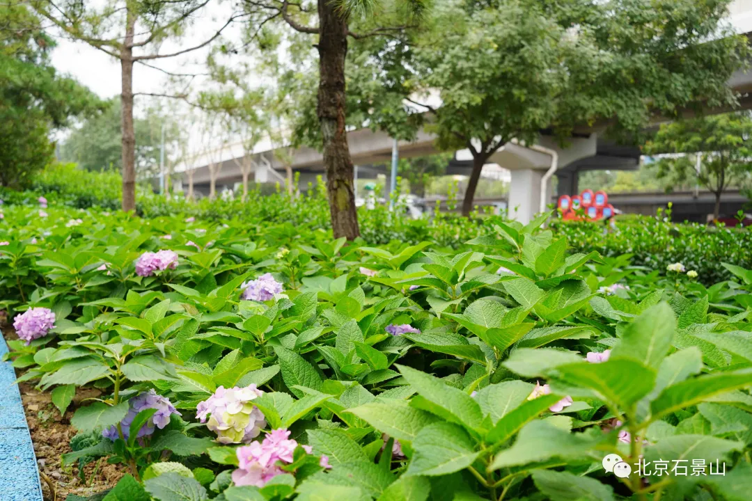 开窗见景、出门见绿！阜石路沿线绿化景观精美亮相！