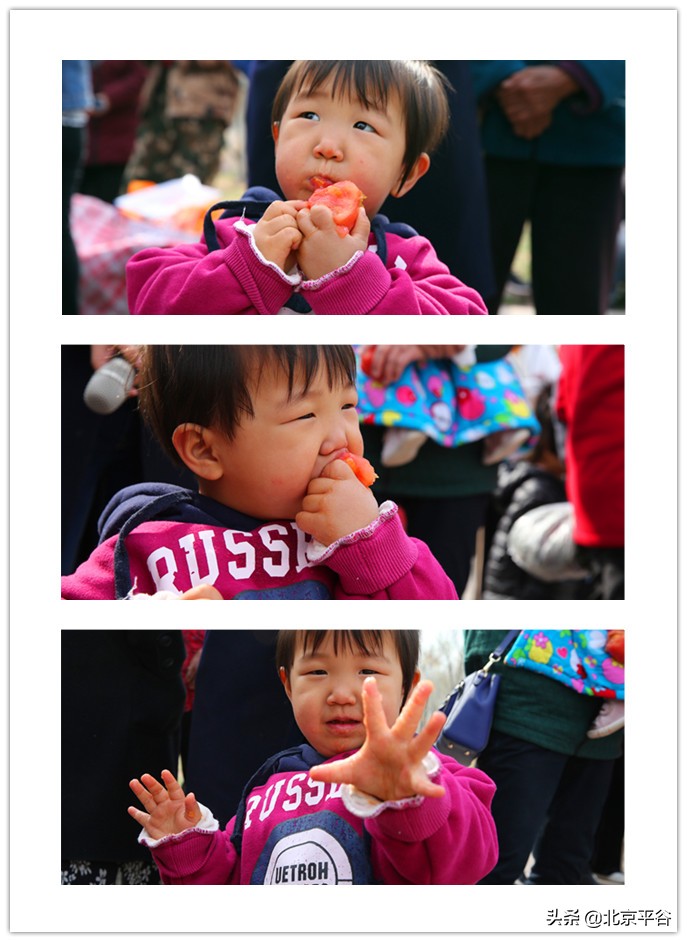 北京平谷夏各庄西红柿熟了，找回30年前老味道