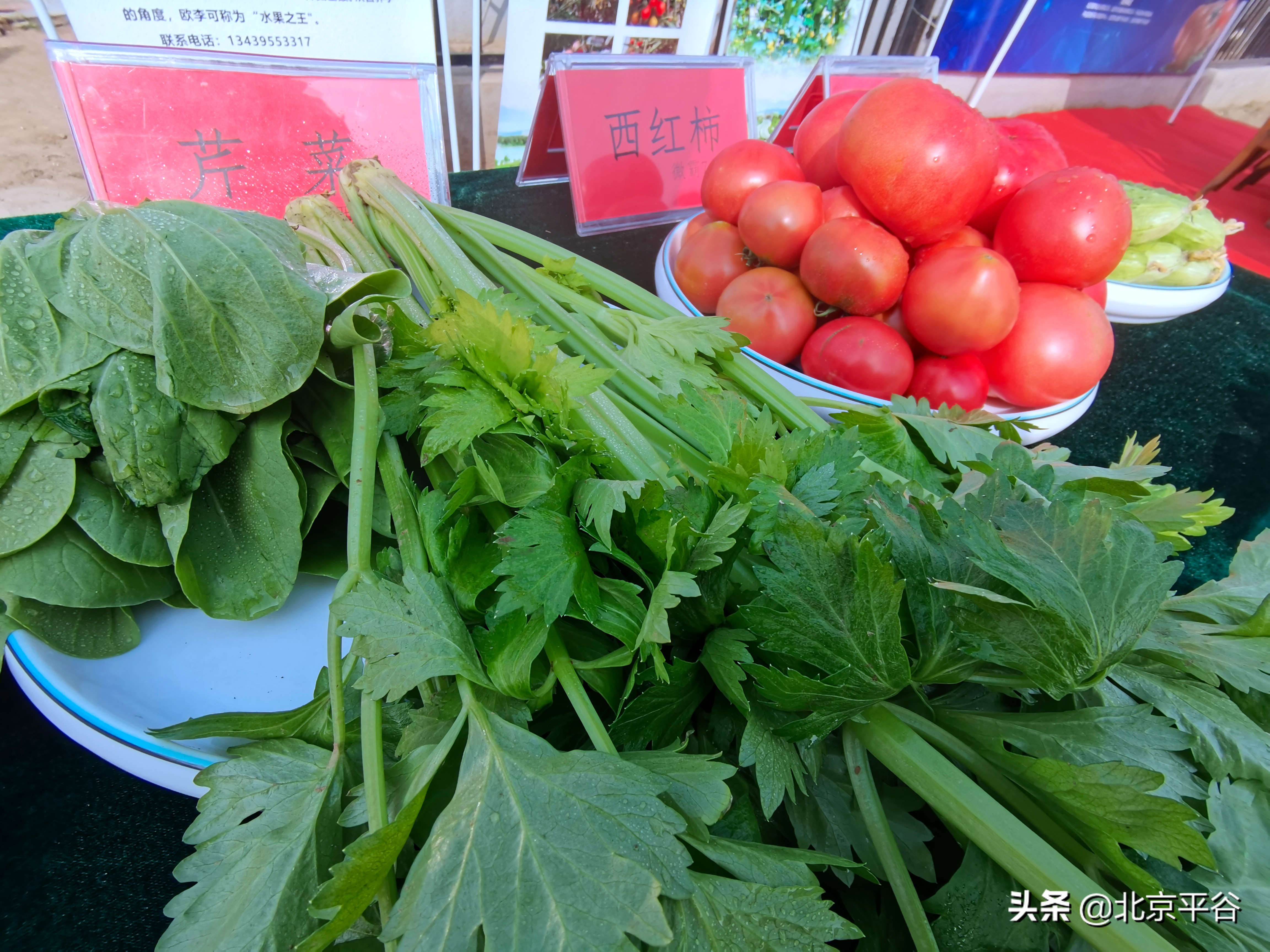 平谷东高村镇“互联网+蔬菜”启动仪式暨崔家庄第一届西红柿尝鲜季开幕