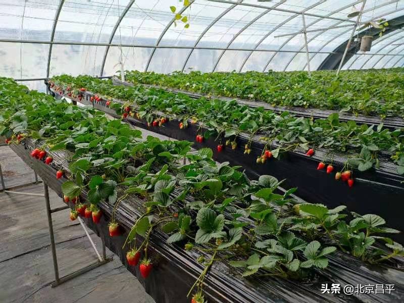 昌平区引进试种86个草莓品种！@昌平人，你心动了“莓”？