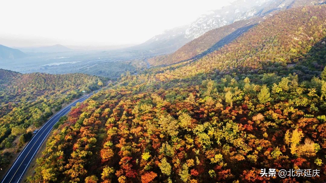 延庆高质量绿色发展见成效，金秋15万亩盛景美不胜收