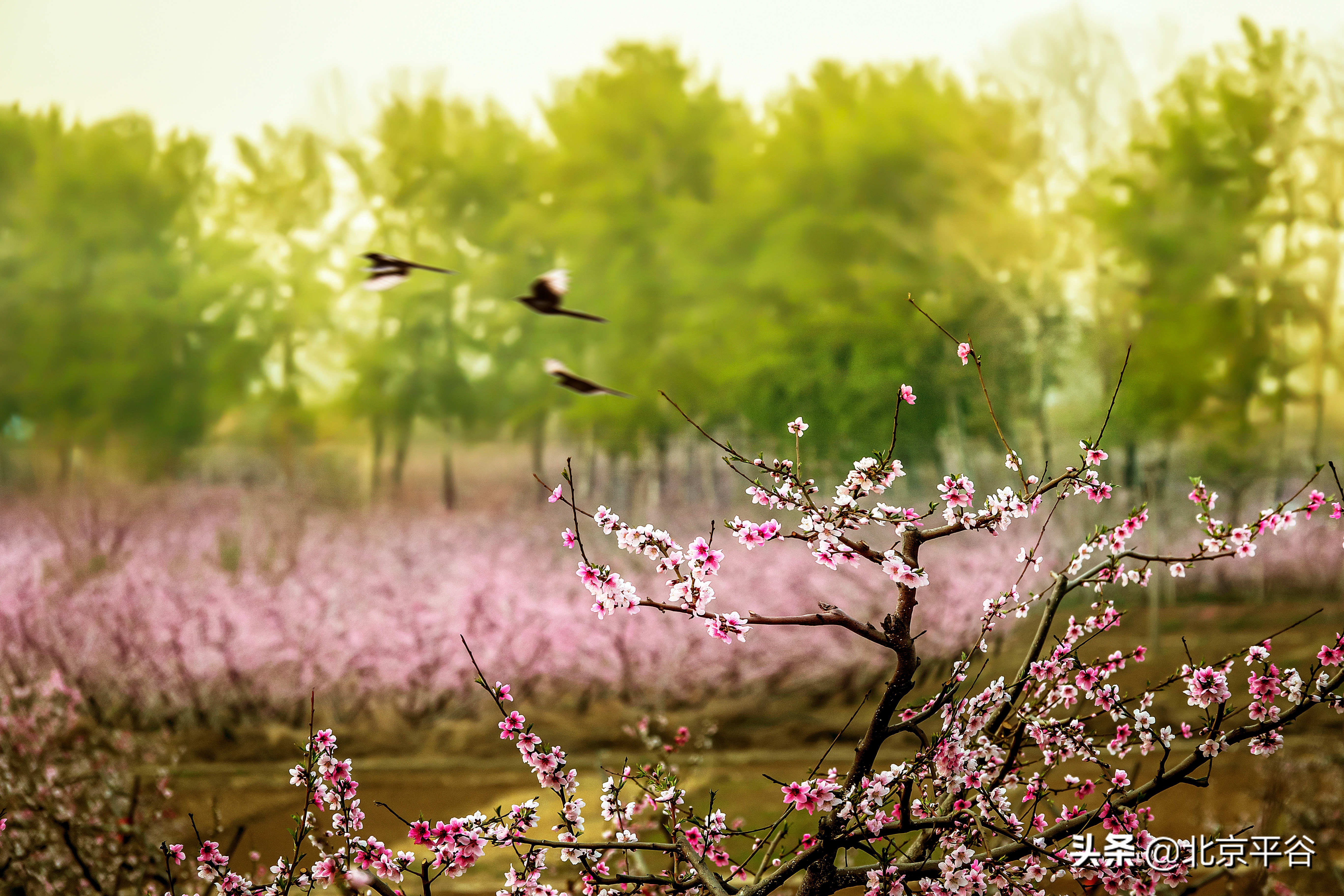 平谷携手阿里巴巴 世界级景观平谷桃花海云上绽放