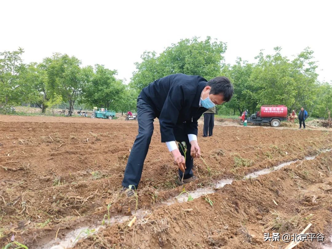 平谷区金海湖镇党建引领聚合力 复耕复种添动力