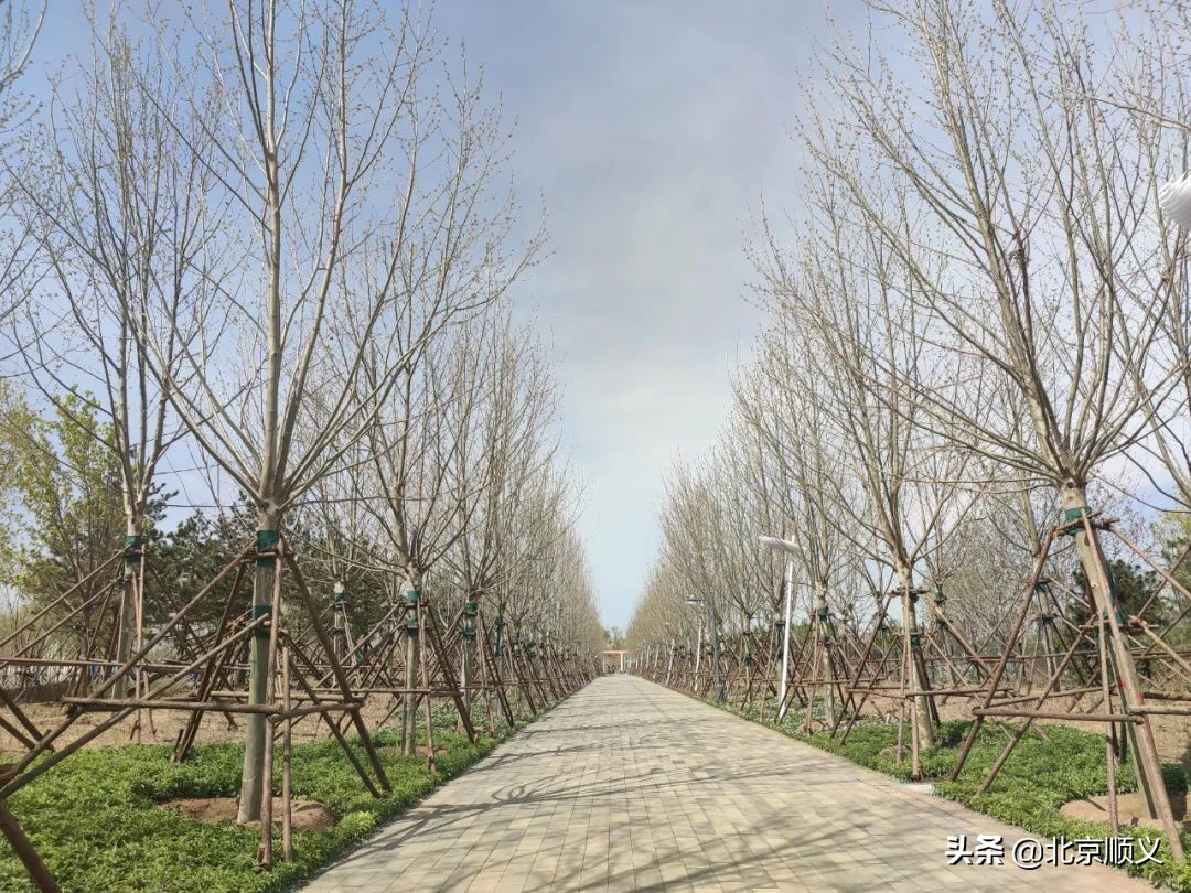 五月迎客！温榆河公园顺义一期即将开园~